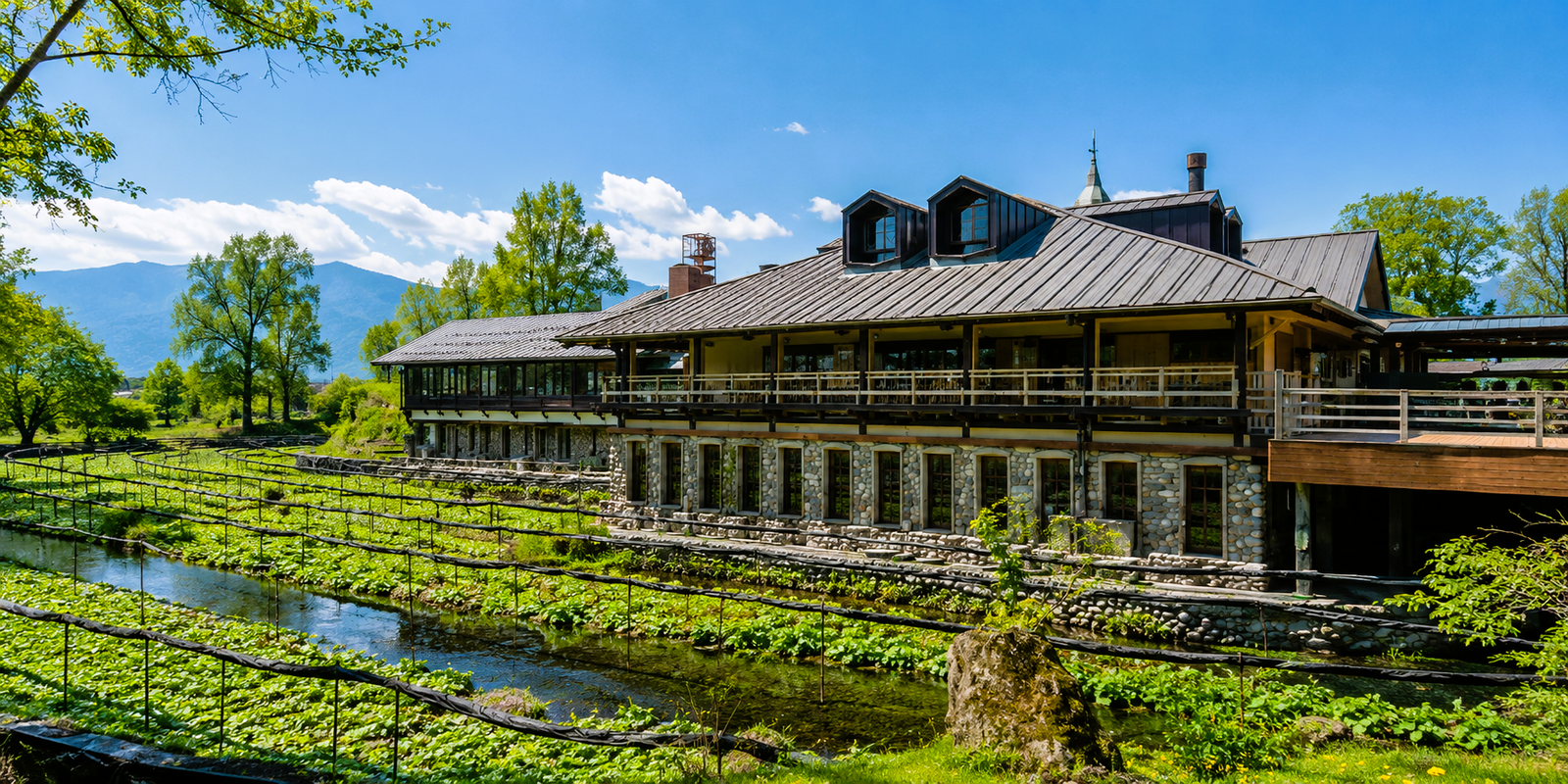 The three watermills at Daio Wasabi Farm surrounded by wasabi paddies fed by clear alpine spring water
